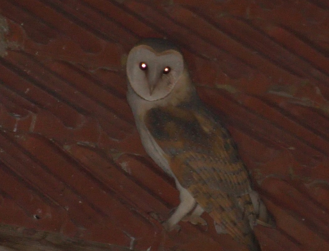 Western Barn Owl
