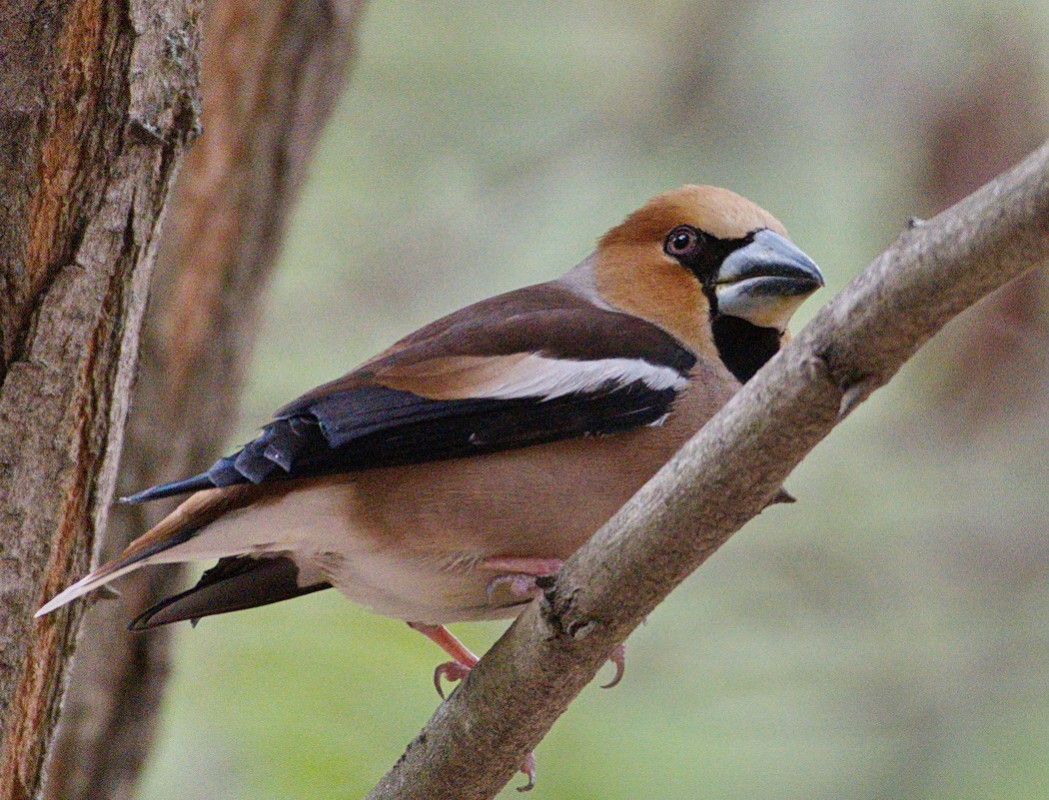 Hawfinch