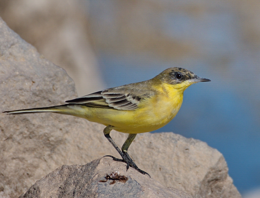 Western Yellow Wagtail
