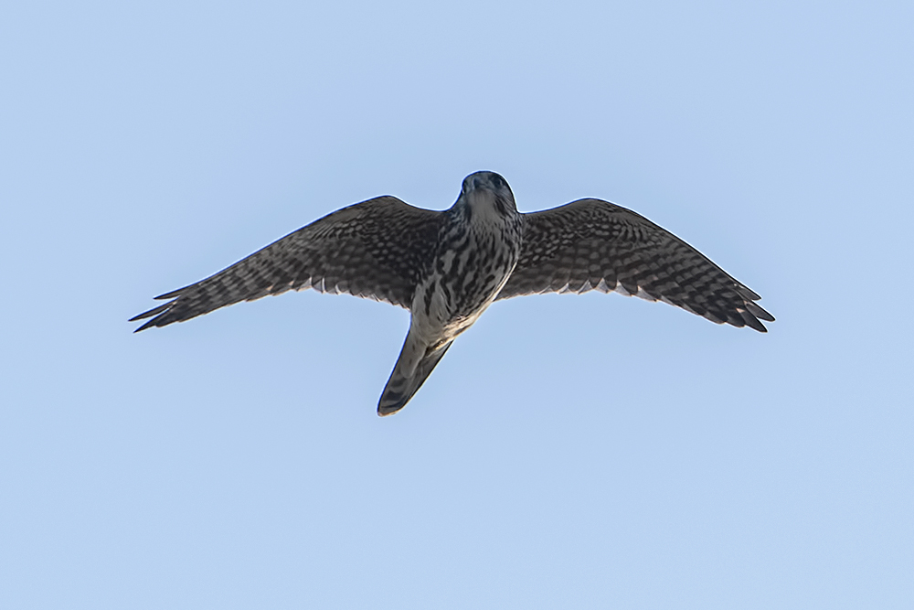 Merlin
