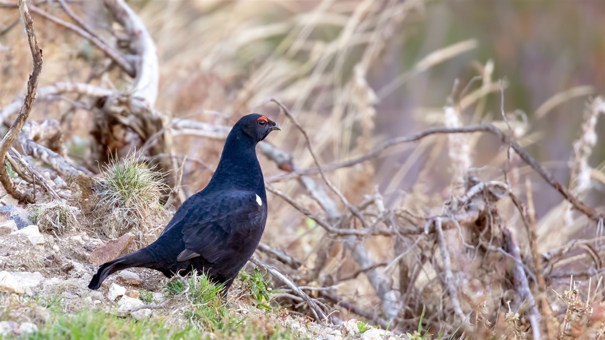 Caucasian Grouse