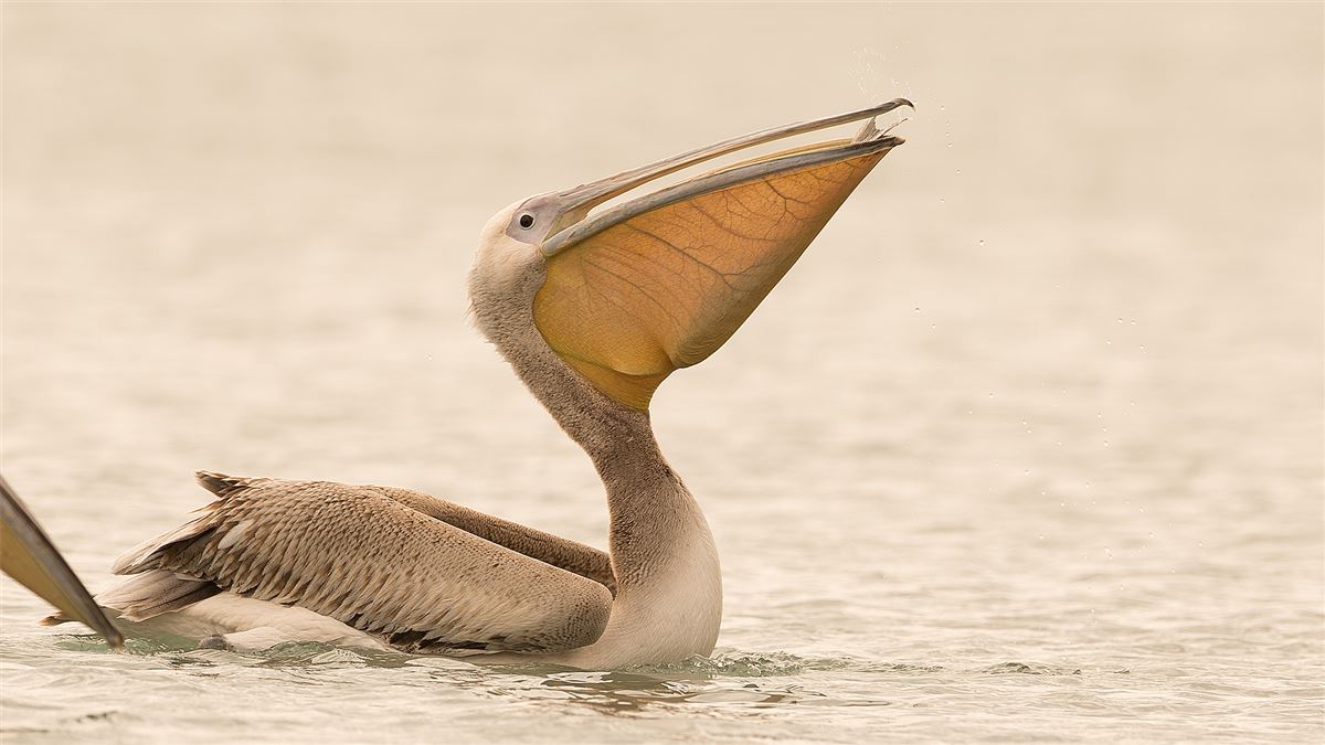 Great White Pelican