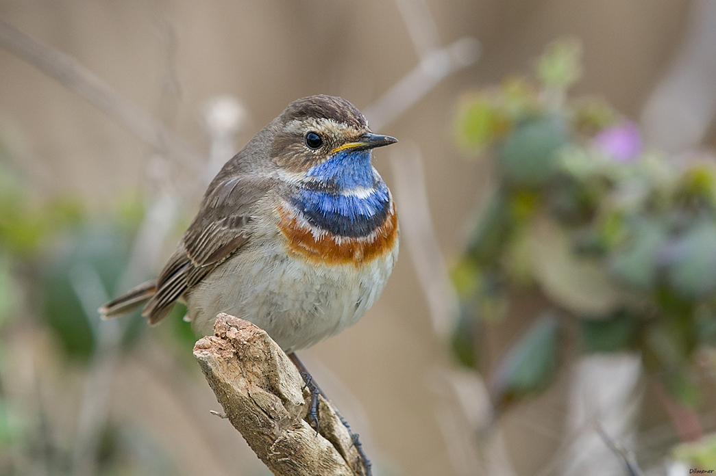 Bluethroat