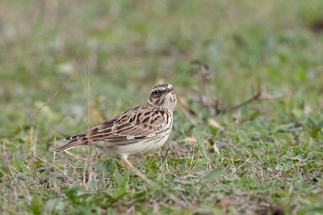 Woodlark