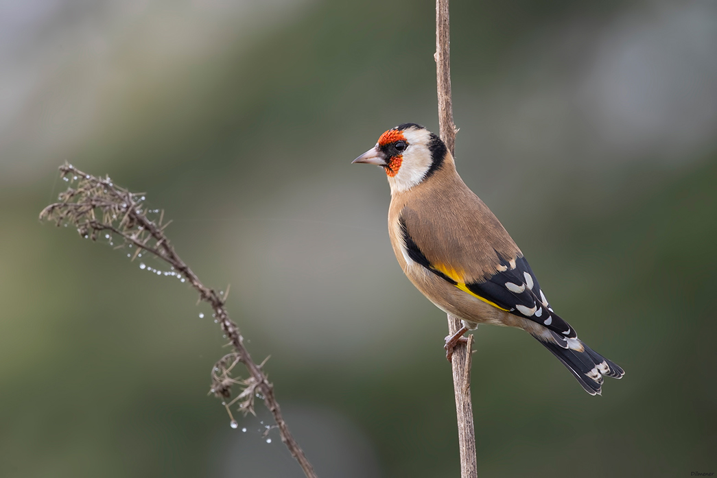 European Goldfinch