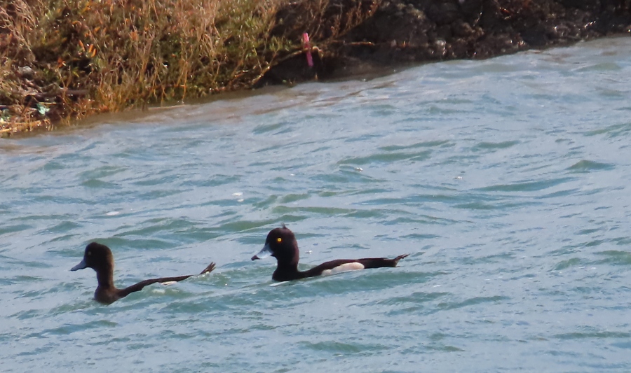 Tufted Duck