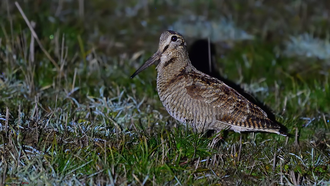 Eurasian Woodcock