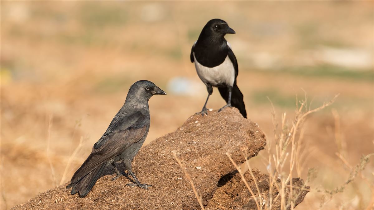 Western Jackdaw