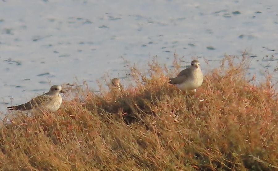 Grey Plover