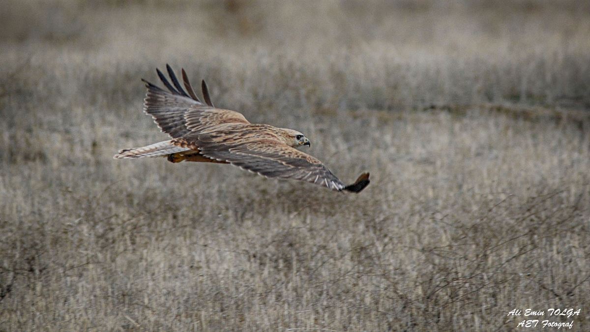 Long-legged Buzzard