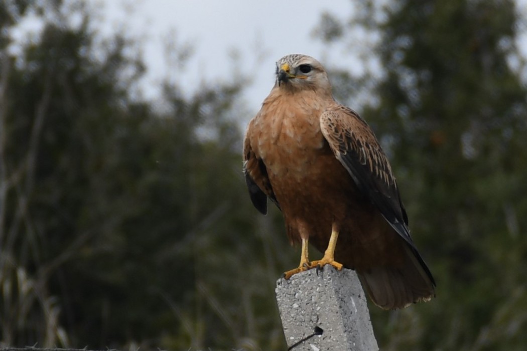 Long-legged Buzzard