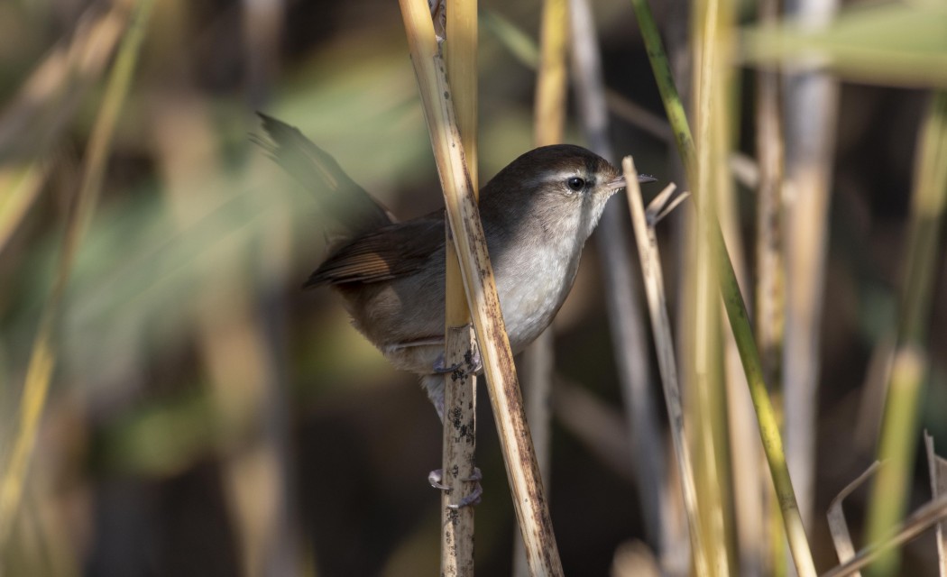 Cetti`s Warbler