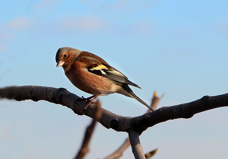 Eurasian Chaffinch