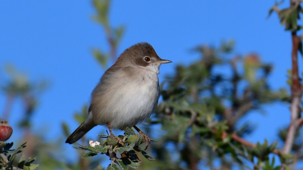 Common Whitethroat