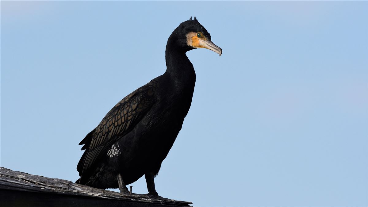 Great Cormorant