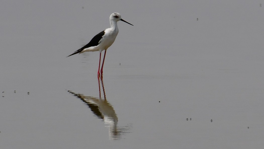 Black-winged Stilt