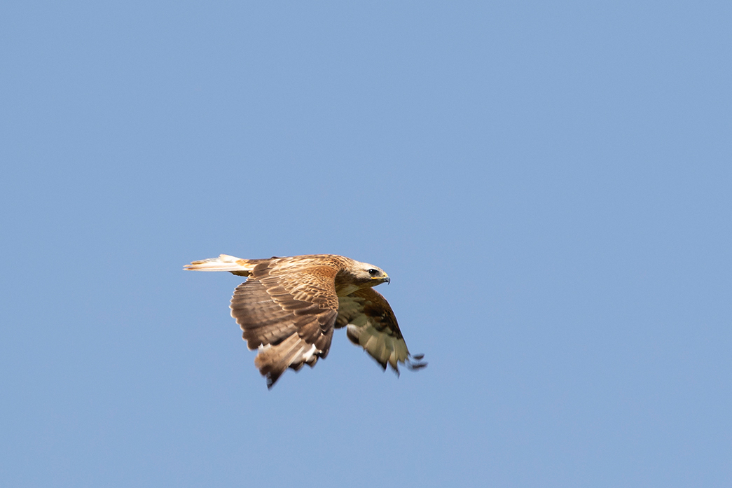 Long-legged Buzzard