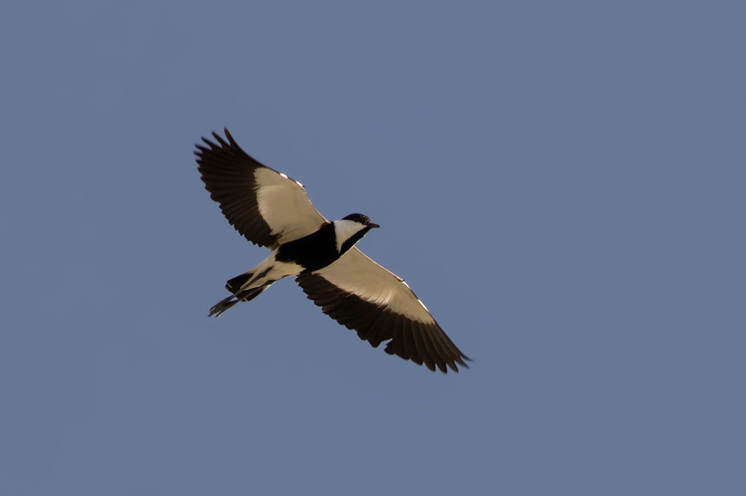 Spur-winged Lapwing