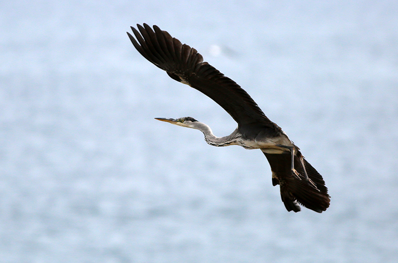 Grey Heron