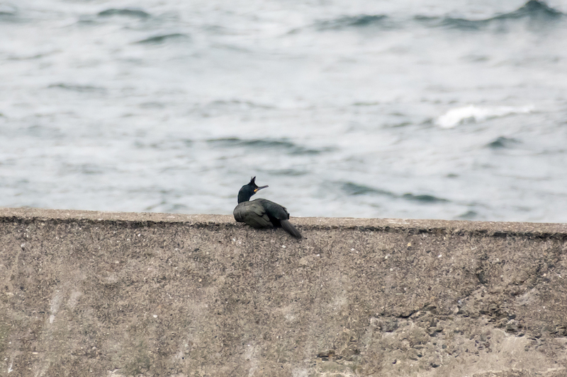 European Shag