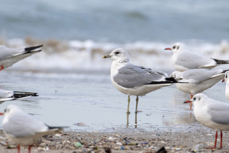 Common Gull