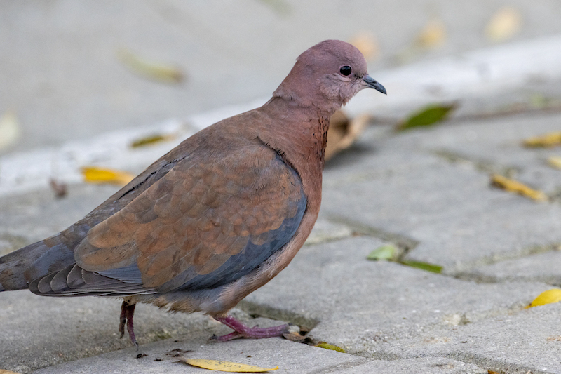 Laughing Dove
