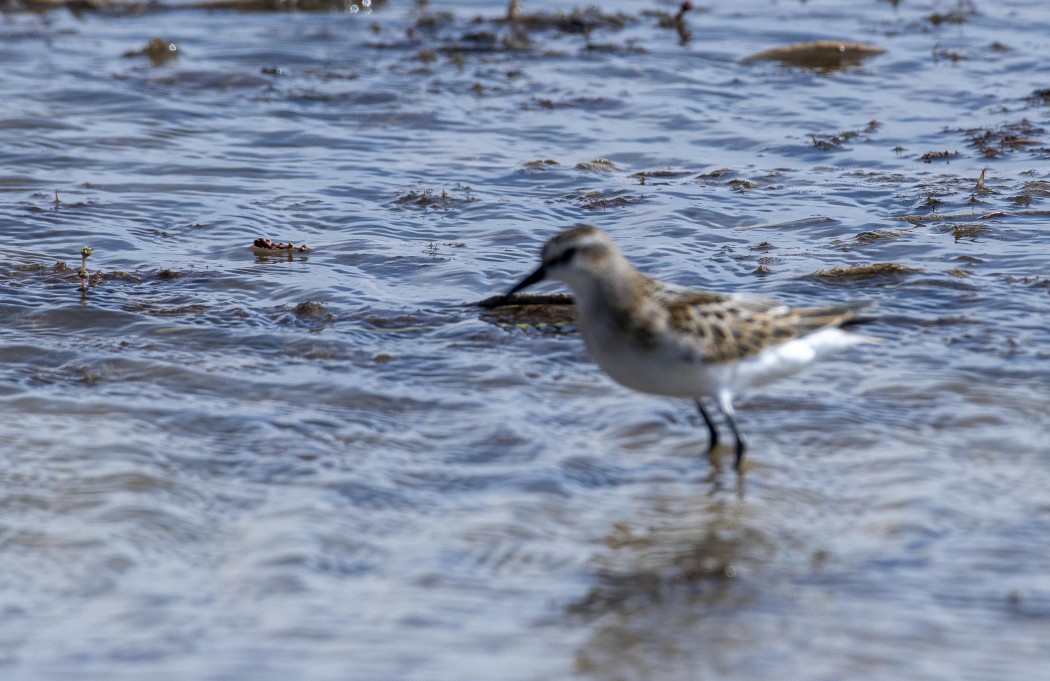 Little Stint