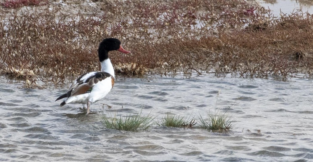 Common Shelduck