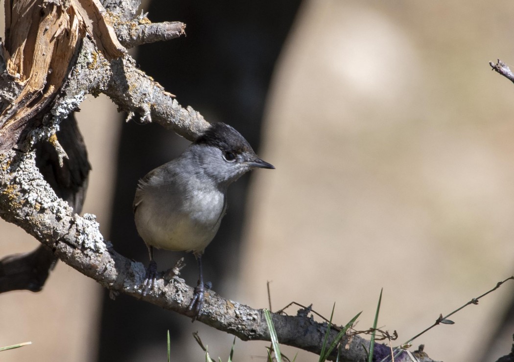 Eurasian Blackcap