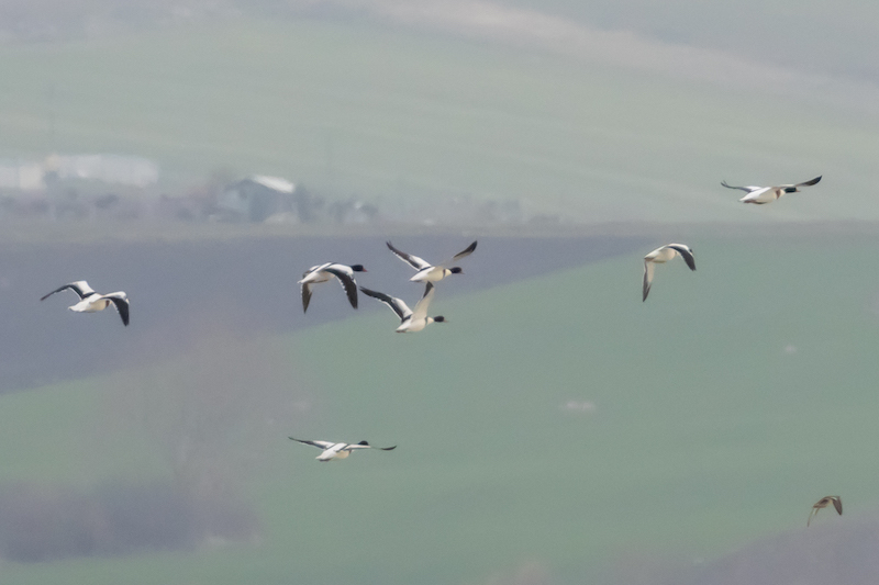 Common Shelduck
