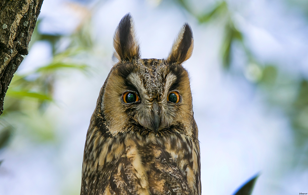 Long-eared Owl