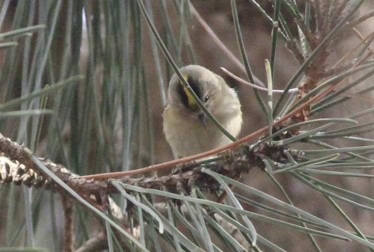 Goldcrest