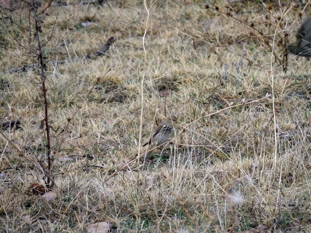 Twite