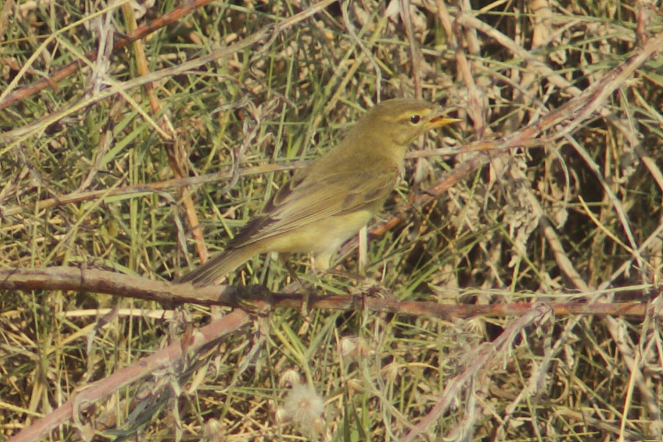Willow Warbler