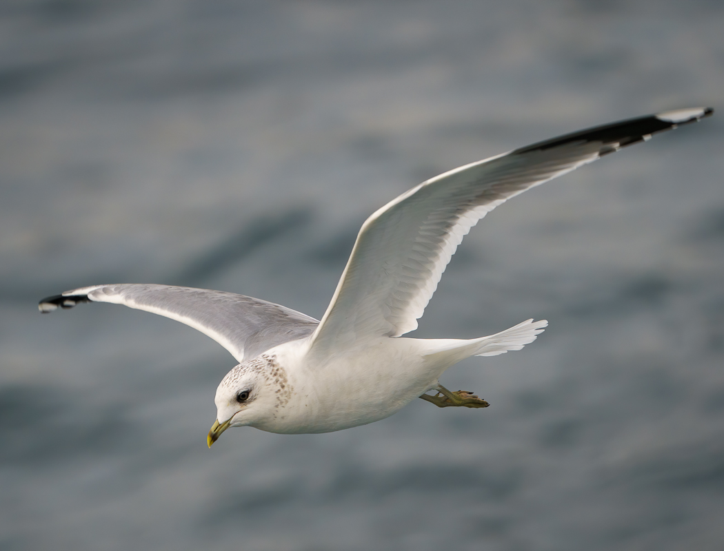 Common Gull