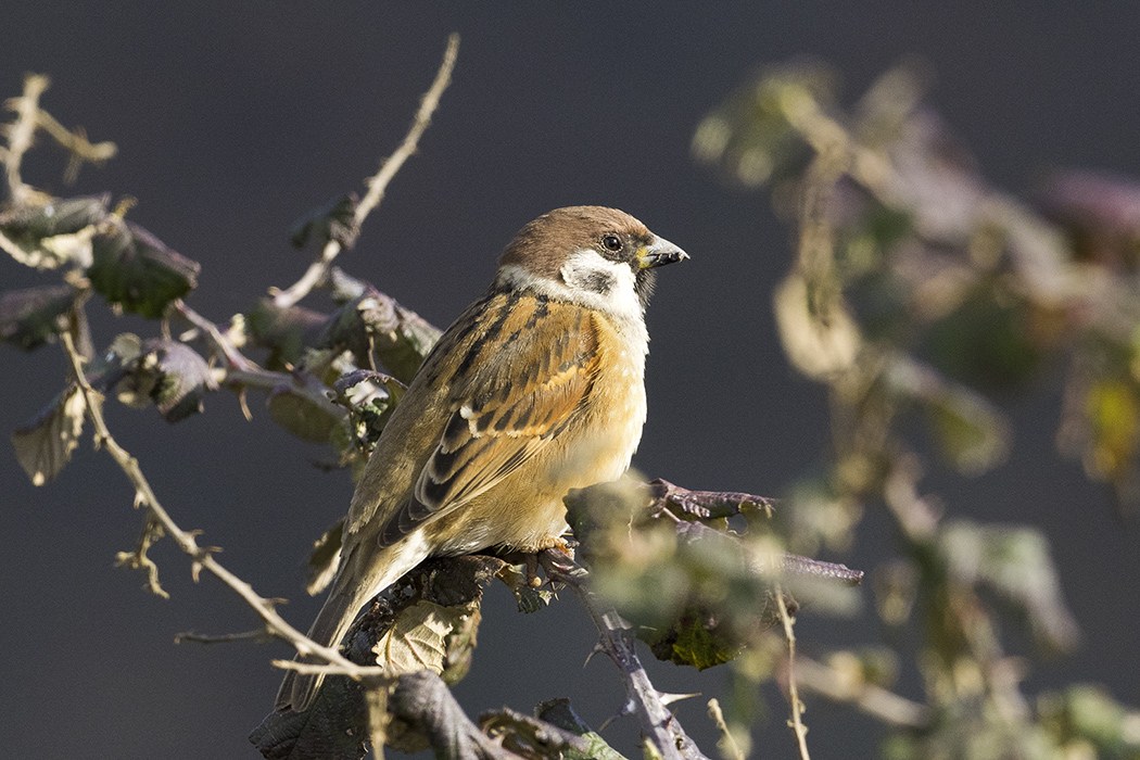 Eurasian Tree Sparrow