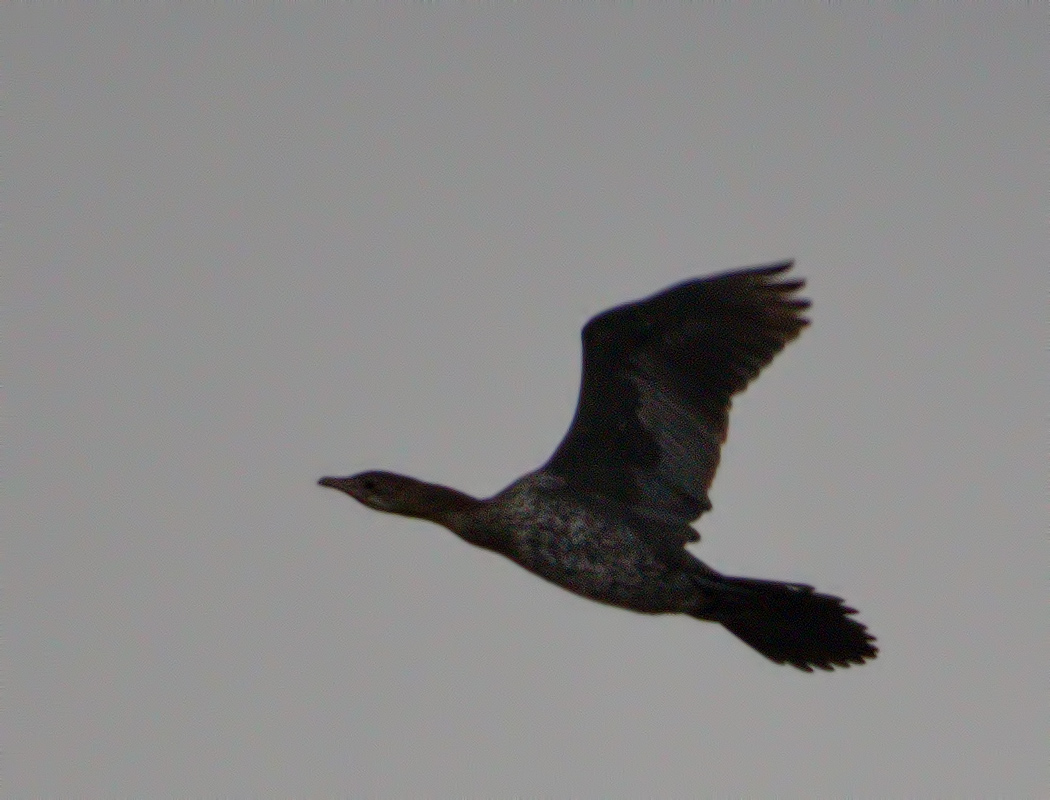 Pygmy Cormorant