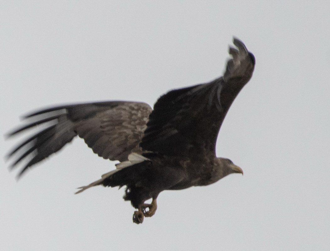 White-tailed Eagle