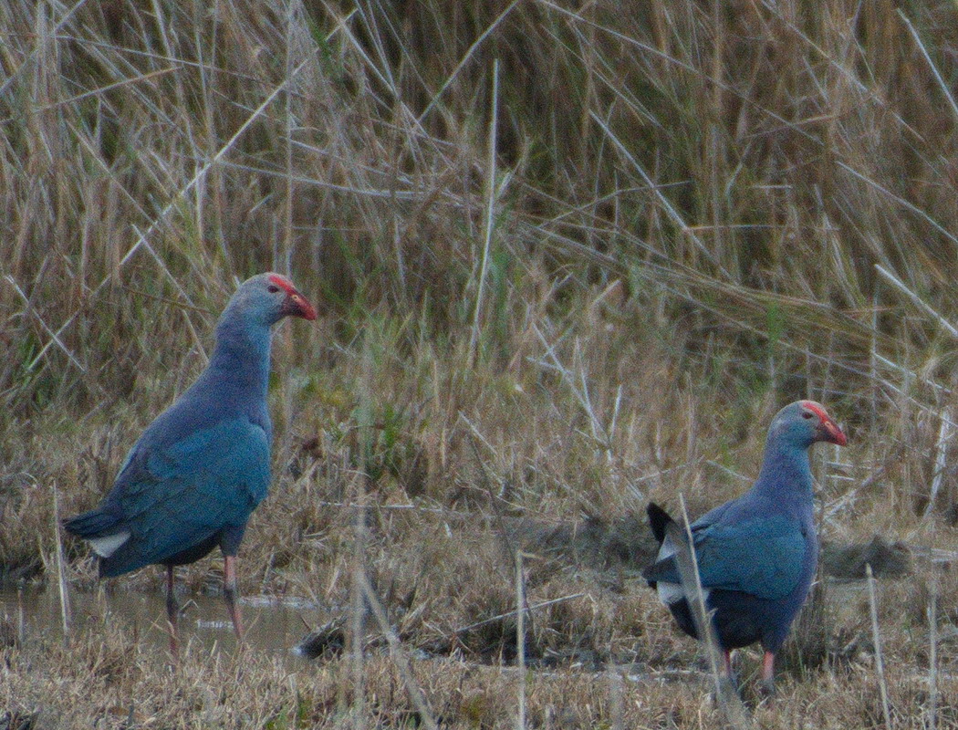 Grey-headed Swamphen