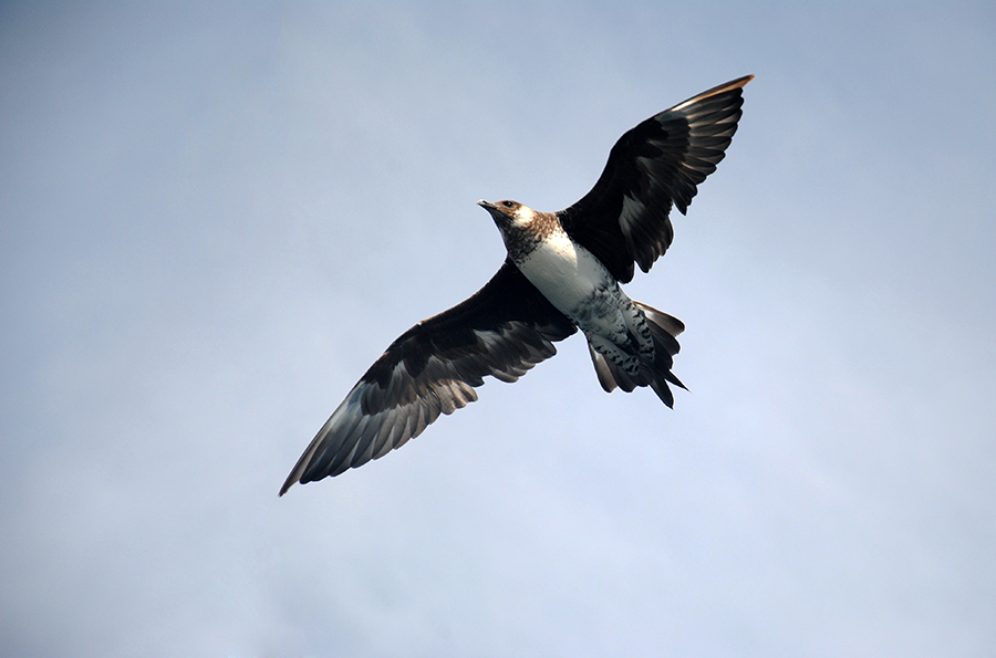 Pomarine Jaeger