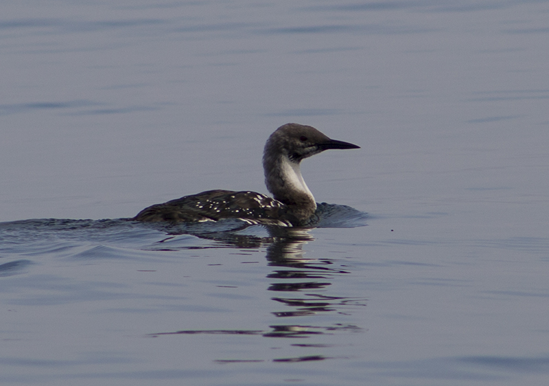 Black-throated Loon