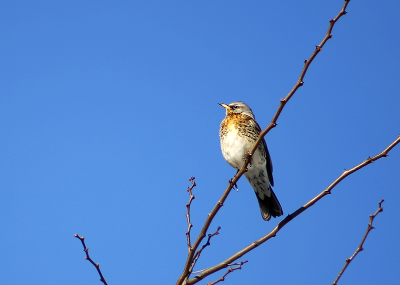 Fieldfare