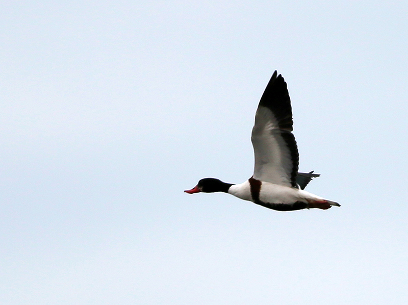 Common Shelduck