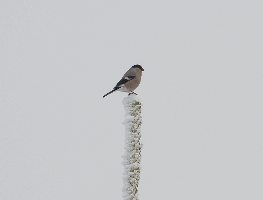 Eurasian Bullfinch
