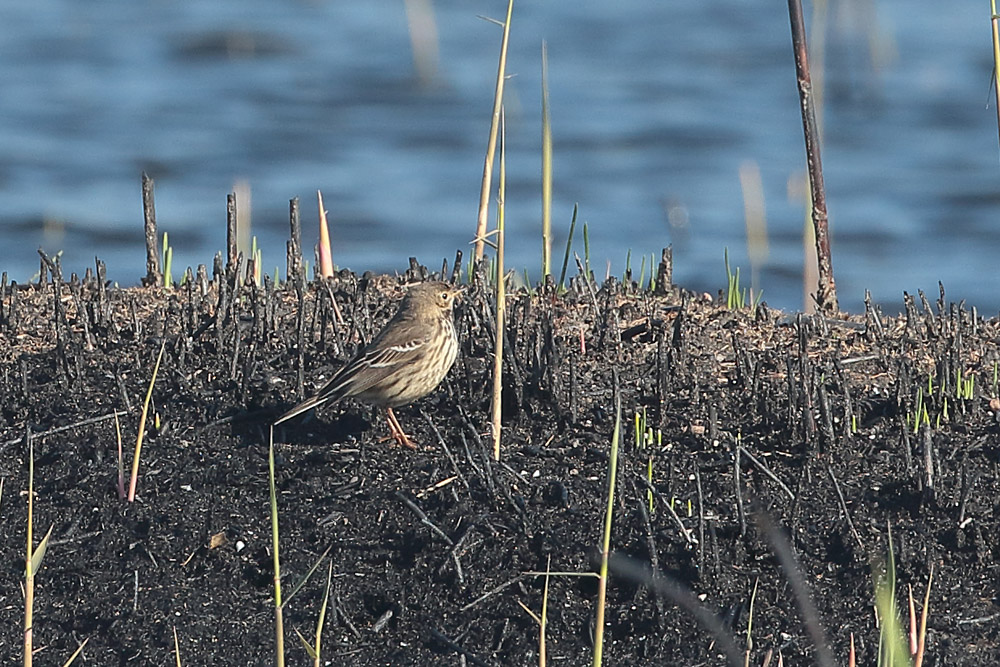 Buff-bellied Pipit