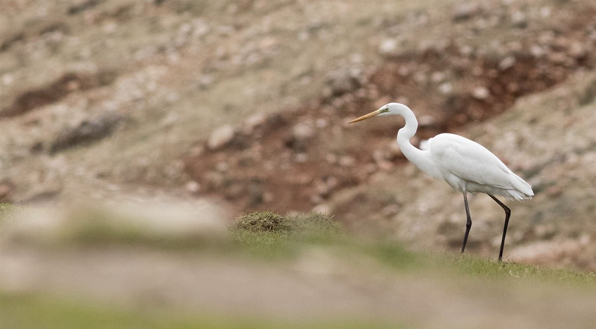 Great Egret