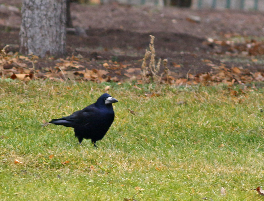 Rook