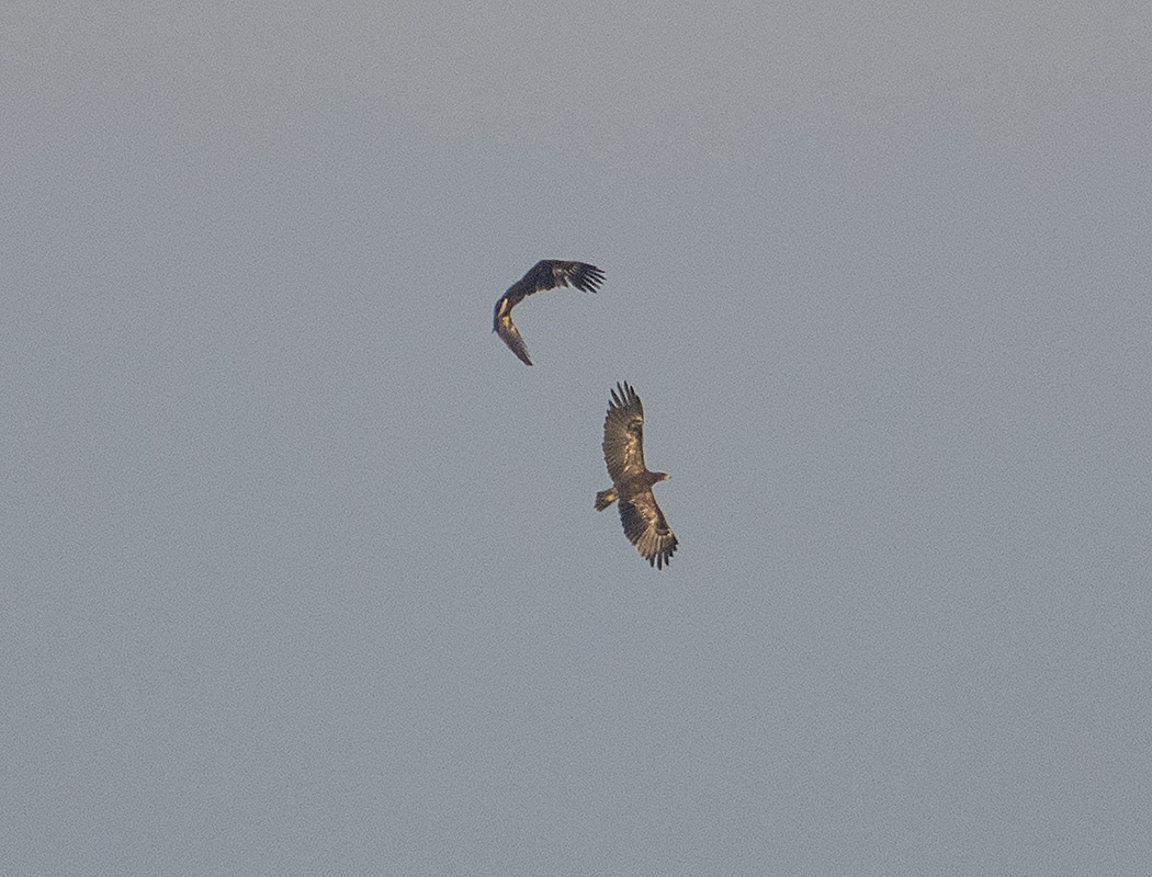 Akkuyruklu Kartal