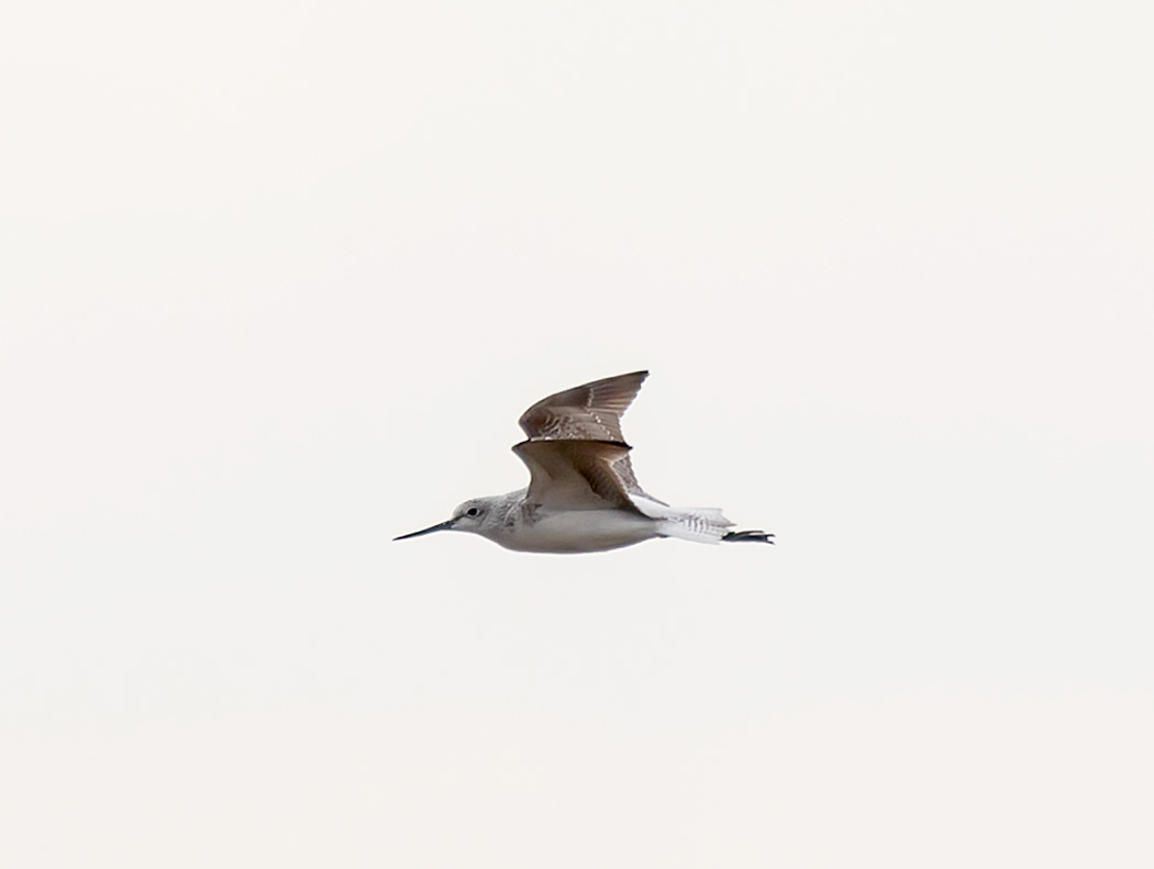 Bataklık Düdükçünü