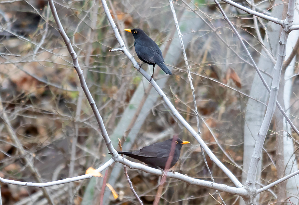 Common Blackbird